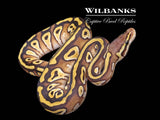 Pastel Mojave 100% Het. Clown Ball Python ♂ '26