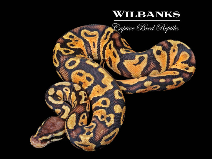 Pastel Gravel Ball Python ♂ '26