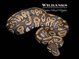 Phantom 100% Het. Pied Ball Python ♂ '26