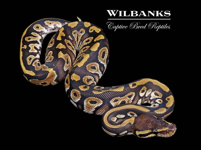 Phantom 100% Het. Pied Ball Python ♀ '26