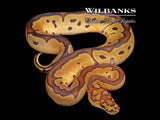 Clown Ball Python ♂ '26