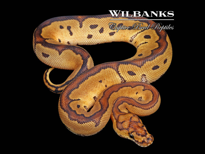 Clown Ball Python ♂ '26