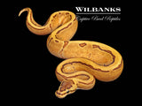 Fire Enchi Pinstripe 100% Het. Pied Ball Python ♀ '26