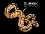 Blackhead FireFly Ball Python ♂ '26