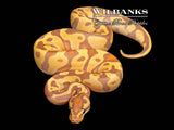 Banana Leopard Enchi Ball Python ♀ '26