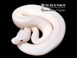 Banana Super Fire Ball Python ♂ '26