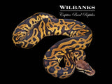 Leopard Pastel 100% Het. Albino Ball Python ♀ '26