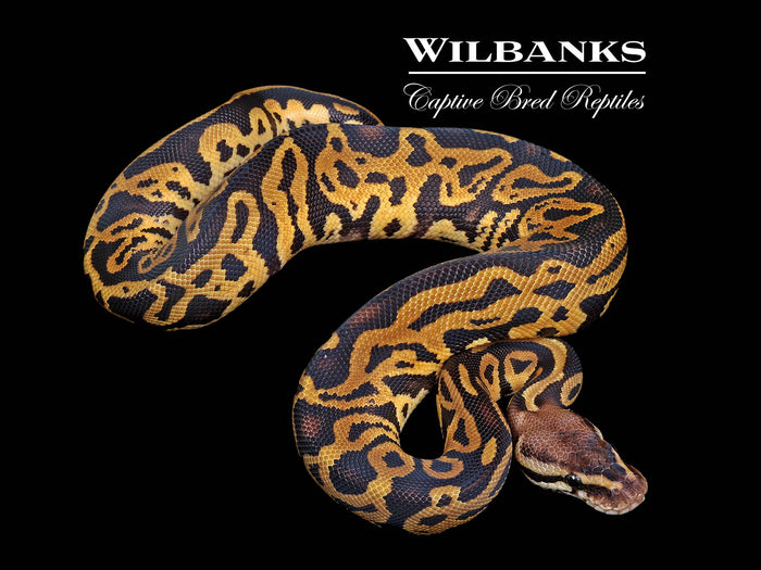 Leopard Pastel 100% Het. Albino Ball Python ♀ '26