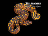 Super Gravel Leopard Ball Python ♀ '26