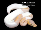 Banana Mahogany Pied Ball Python ♀ '26