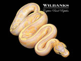 Banana Super Stripe Ball Python ♂ '26