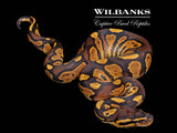 Blackhead Fire Enchi Ball Python ♂ '26