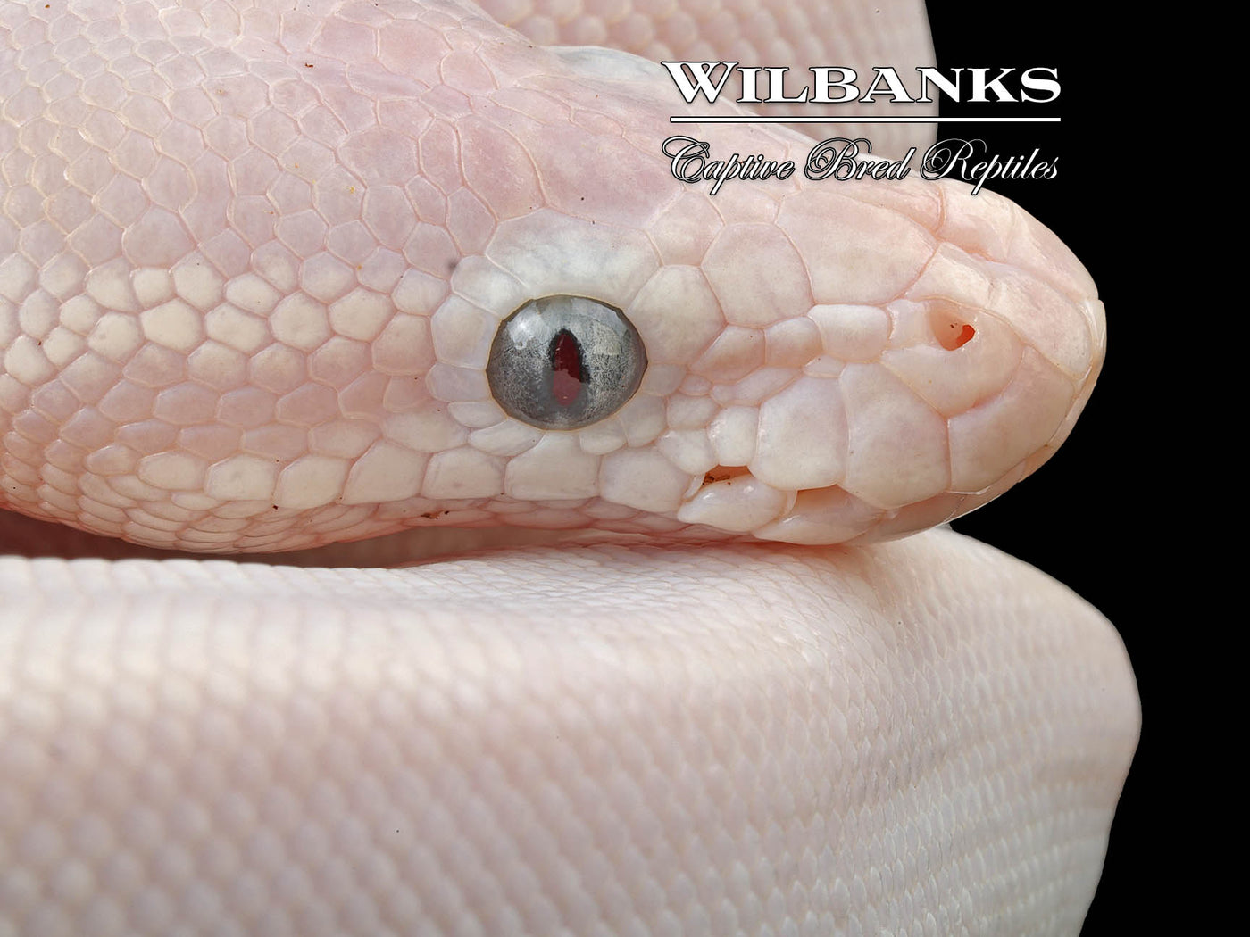 Blue Eyed Leucistic (Super Mojave) Ball Python ♂ '24