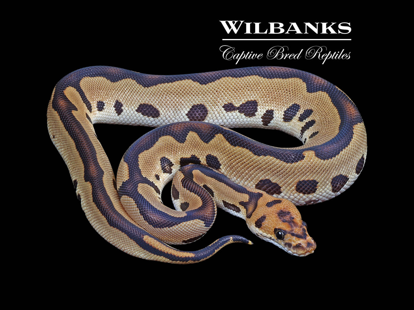 Leopard Clown 100% Het. Lavender Albino Ball Python ♂ '24