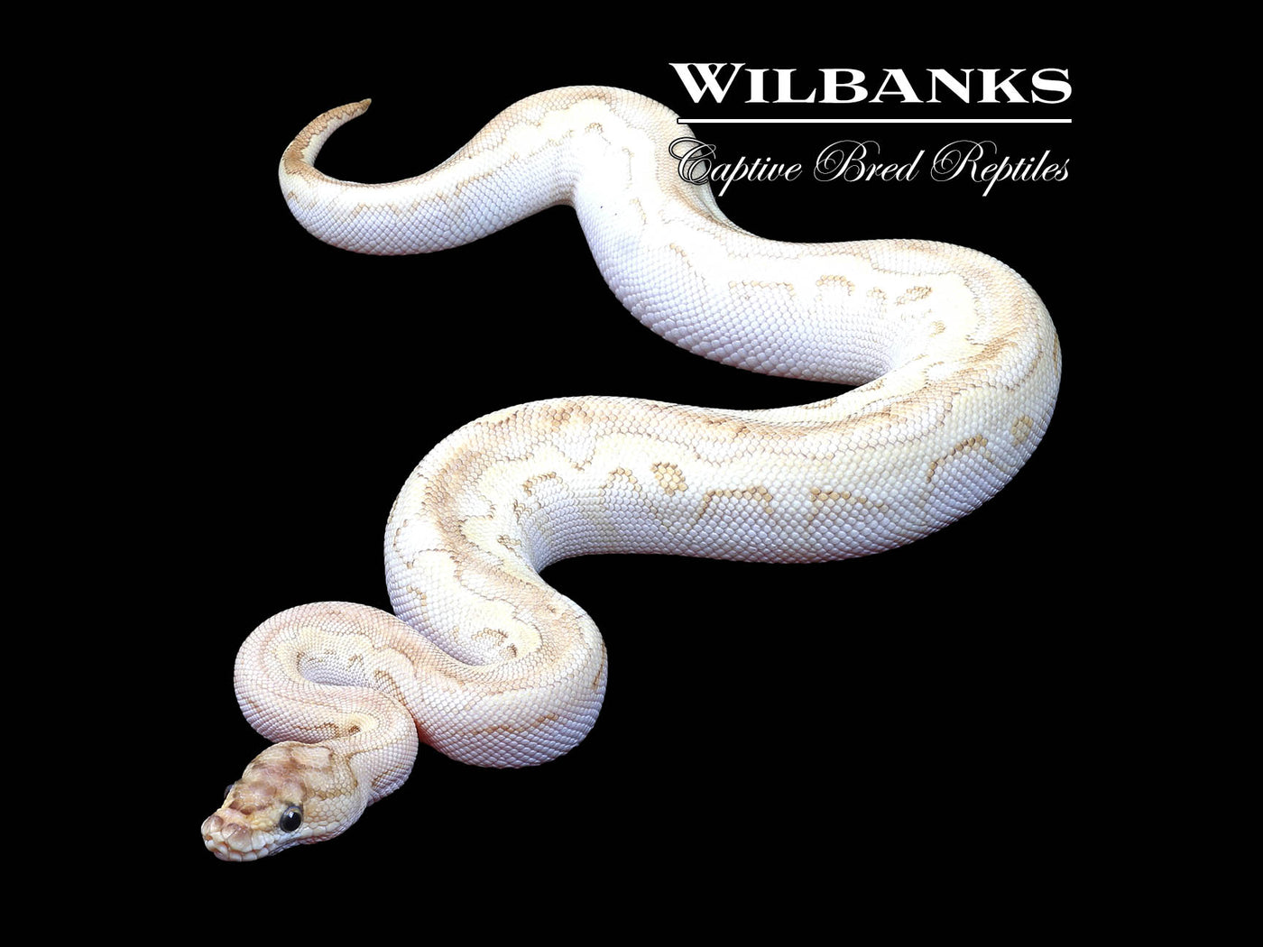 Butter Sugar Yellow Belly Clown Ball Python ♀ '24