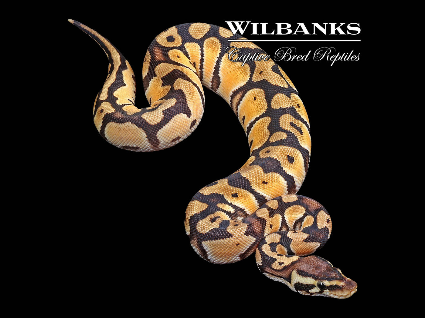 Super Orange Dream Pastel Ball Python ♀ '24