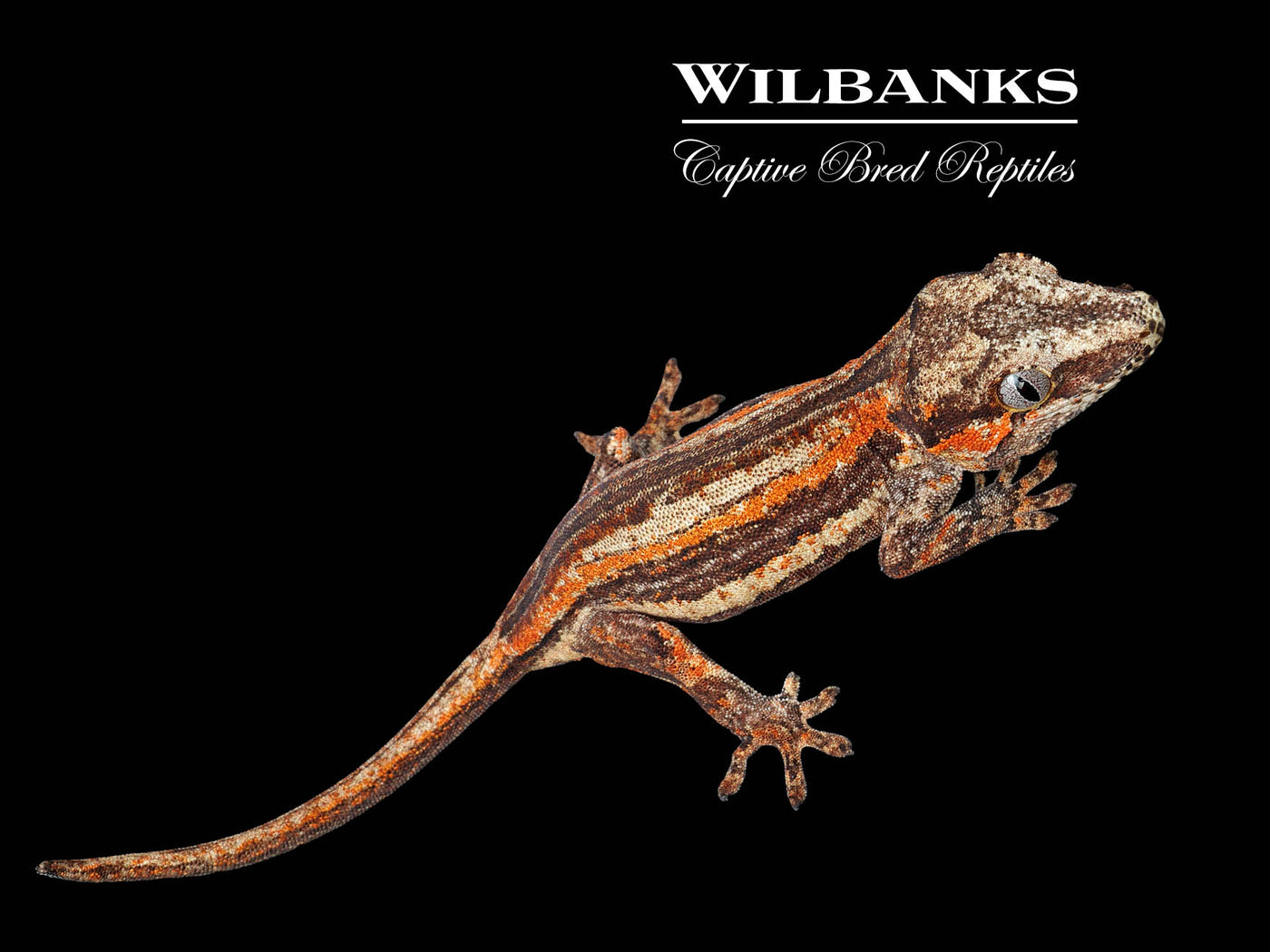 Orange Striped Gargoyle Gecko '25