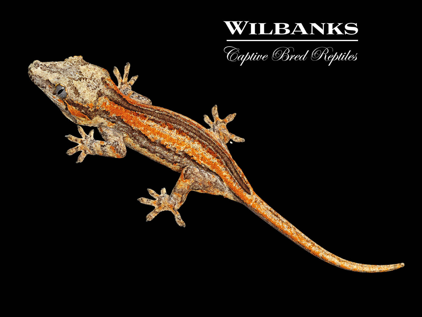 Orange Striped Gargoyle Gecko '25