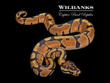 Enchi Spotnose 100% DH Albino Clown Ball Python ♂ '26