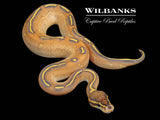 Highway Ball Python ♂ '26