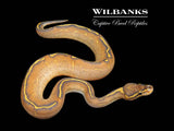 Highway Ball Python ♀ '26