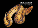 Clown Ball Python ♀ '26