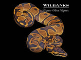 Leopard Enchi 100% Het. Albino Ball Python ♀ '26