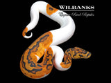 Clown Pied Ball Python ♂ '26