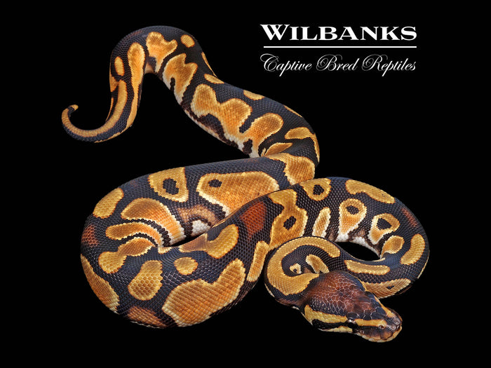 Orange Dream Ball Python ♀ '26