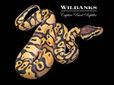 Pastel Orange Dream 100% DH Clown Pied Ball Python ♂ '26