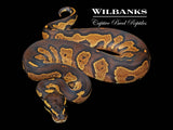 Blackhead Fire Ball Python ♂ '26
