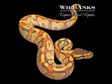 Orange Dream Butter Enchi Ball Python ♀ '26