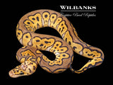 Pastel Clown Ball Python ♂ '26