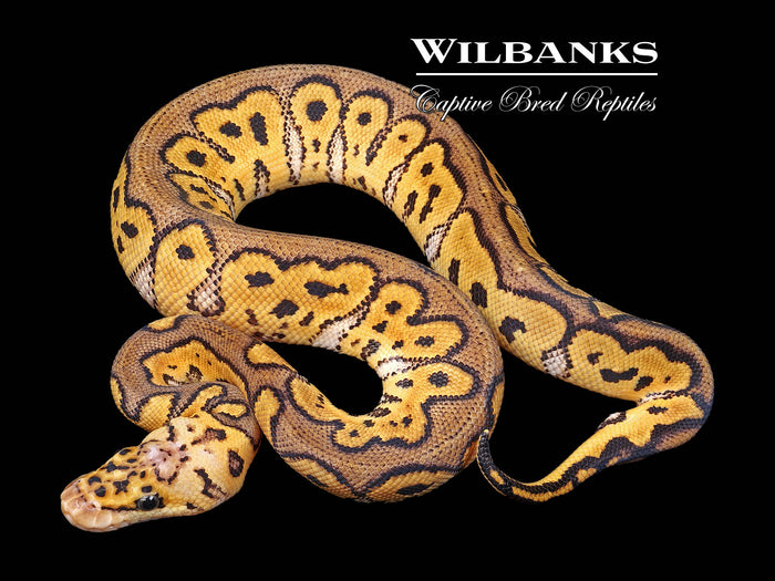 Pastel Clown Ball Python ♂ '26
