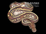 Cypress Leopard Butter 100% Het. Clown Ball Python ♀ '26