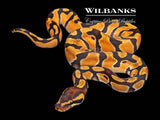 Orange Dream Enchi Ball Python ♂ '26