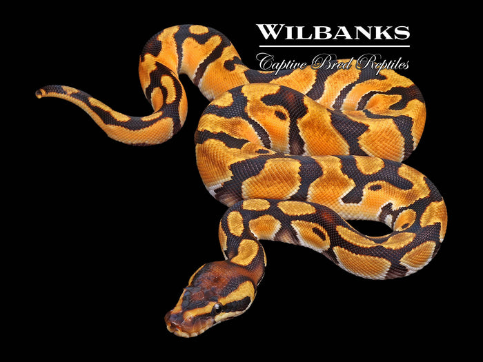 Orange Dream Enchi Ball Python ♂ '26