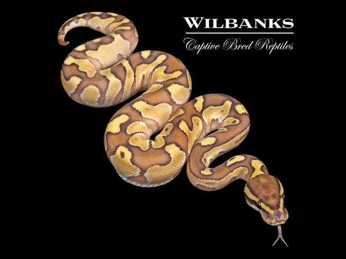 Butter Enchi Ball Python ♀ '26