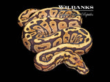 Fire Spotnose 100% Het. Clown Ball Python ♀ '26