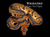 Leopard Clown 100% Het. Albino Ball Python ♂ '26
