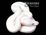 Blue Eyed Leucistic (Mojave Butter) Ball Python ♂ '26