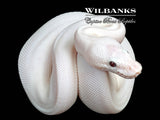 Blue Eyed Leucistic (Mojave Butter) Ball Python ♂ '26