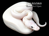 Blue Eyed Leucistic (Mojave Butter) Ball Python ♀ '26