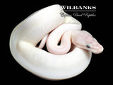 Banana Blue Eyed Leucistic (Super Mojave) Ball Python ♀ '26