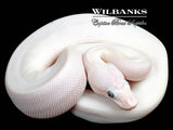 Blue Eyed Leucistic (Mojave Butter) Ball Python ♀ '26