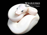 Blue Eyed Leucistic (Mojave Butter) Ball Python ♀ '26