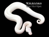 Blue Eyed Leucistic (Mojave Butter) Ball Python ♀ '26