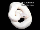 Blue Eyed Leucistic (Mojave Butter) Ball Python ♀ '26