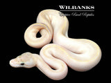 Ivory Ball Python ♀ '26