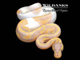 Banana Pied Ball Python ♂ '26